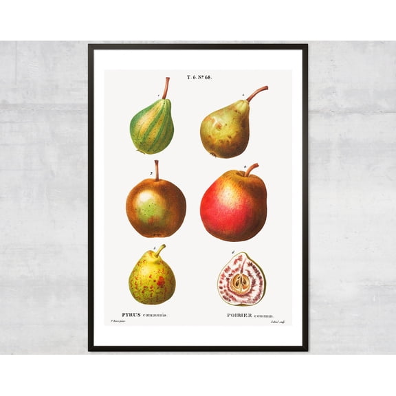 Vintage Fruit Poster, Lithograph Print, Antique Botanical, Minimal Kitchen Wall Decor Wall Art, Modern Wall Decor, 8x12 UNFRAMED