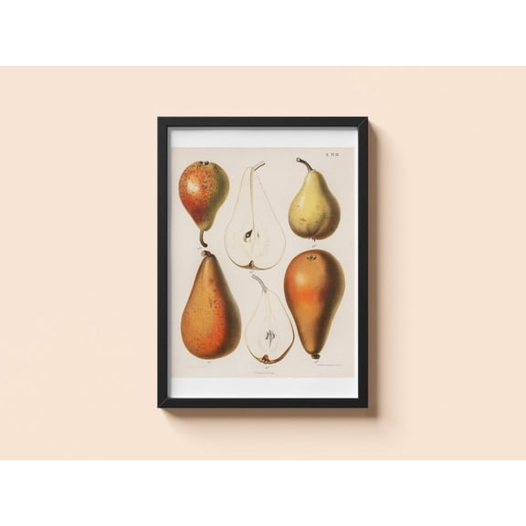 Vintage Fruit Poster Pears Harvest Wall Art Decor, Unframed Paper Poster 11x14in