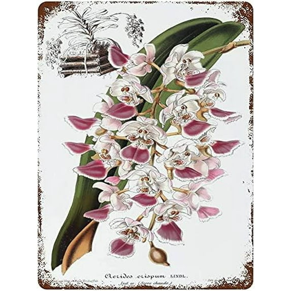 Vintage Funny Flower Print Botanical Retro Metal Tin Sign Kitchen Home Decor Pub Novelty Coffee Shop Restroom Club Garden Farm Wall Poster 8x12 Inch