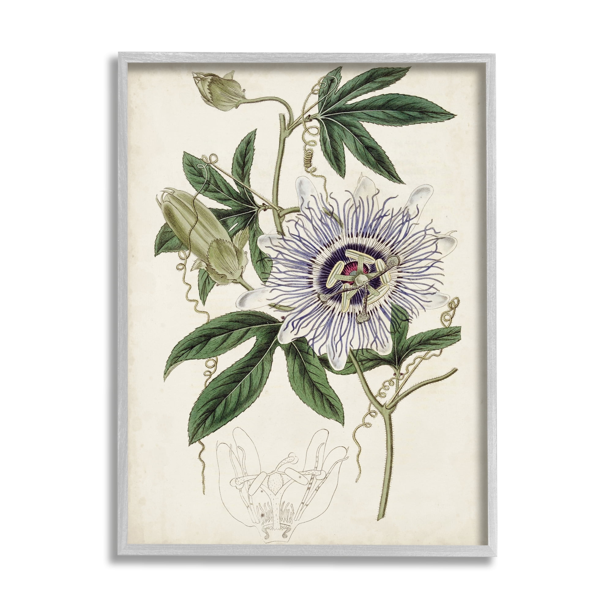 Stupell Industries Vintage Garden Flower Illustration Plant Anatomy Study,11 x 14,Designed by Curtis
