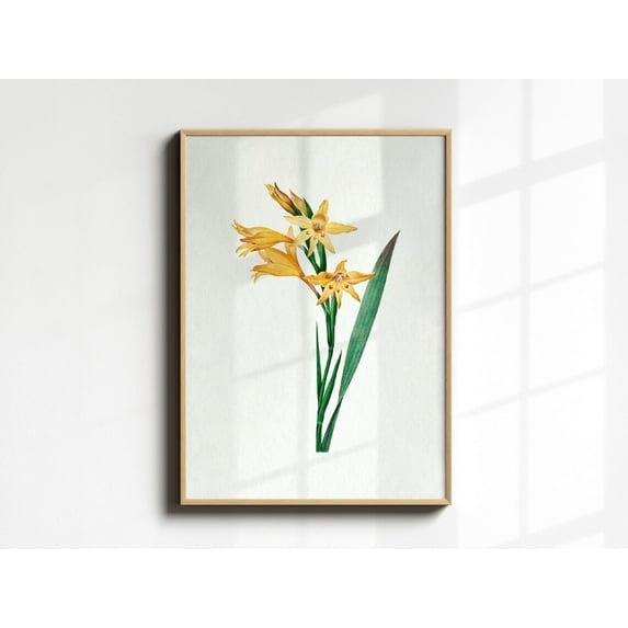 Vintage Gladiolus Flower Poster, Botanical Wall Art, Antique Yellow Flower, Floral Yellow Illustration, Stipple Engraving Home Decor, 12x18 UNFRAMED