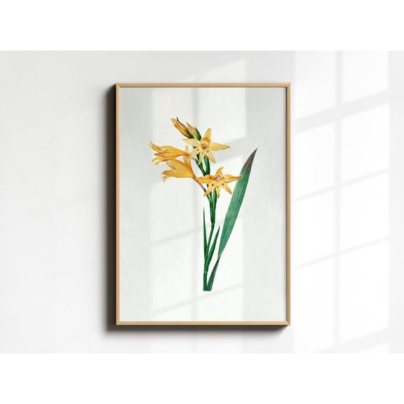 Vintage Gladiolus Flower Poster, Botanical Wall Art, Antique Yellow Flower, Floral Yellow Illustration, Stipple Engraving, Unframed Poster Size 8x12