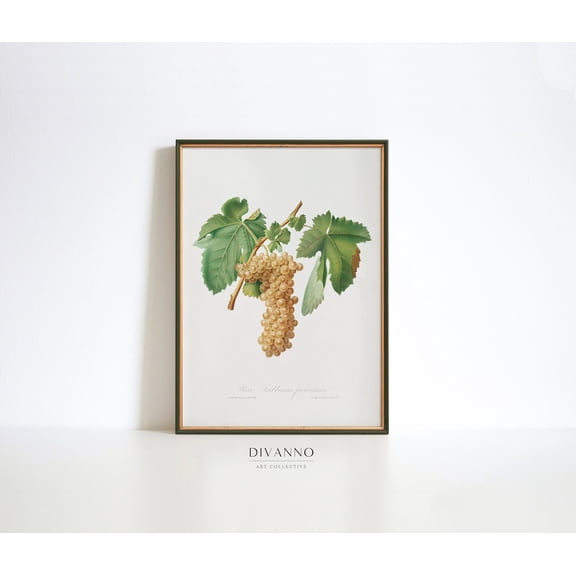 Vintage Grape Vineyard Botanical Wine Poster, Unframed Size 8x12