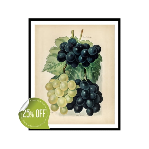 Vintage Grapes Botanical Poster, Unframed Paper Poster 8x10in