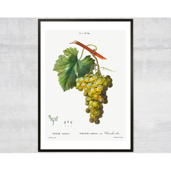Vintage Grapes Fruit Diagram, Fruit Diagram, Lithograph Print, Antique Botanical, Minimal Wall Decor Wall Art, Modern Wall Decor, 16x24 UNFRAMED