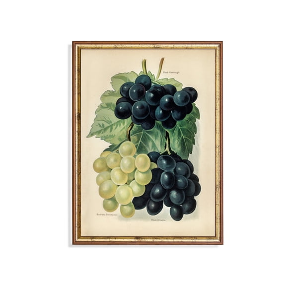 Vintage Grapes Poster Antique Botanical Art, Kitchen UNFRAMED Poster, Wall Art for Decor, Present, 8x12