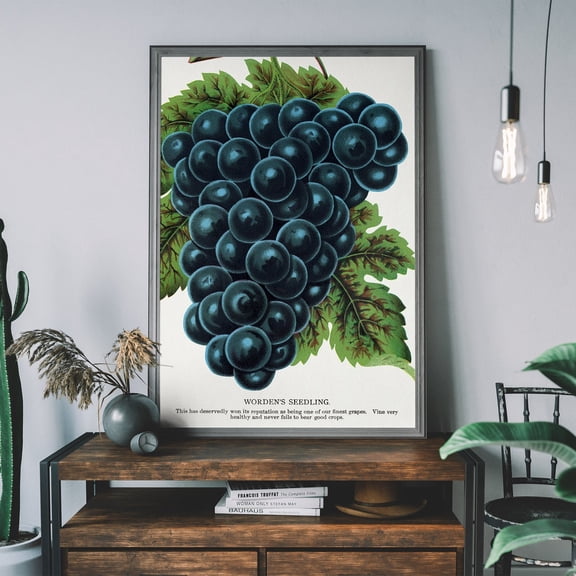 Vintage Grapes Poster, Lithograph Print, Antique Botanical Art Print, Fruit Diagram, Rustic Wall Decor, Restaurant Wall Art Wall Art, Modern Wall Decor, 8x12 UNFRAMED