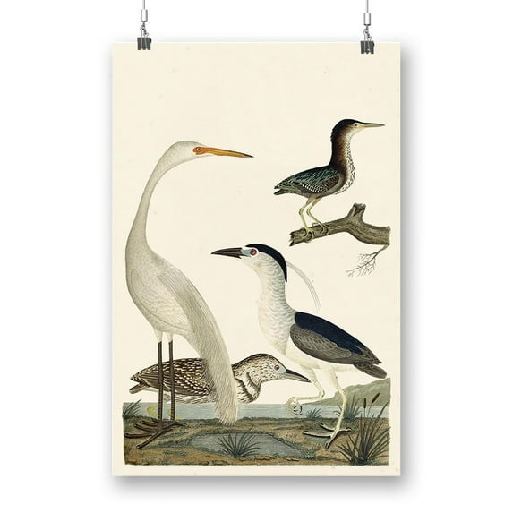 Vintage Heron Family Poster - Alexander Wilson Designs,