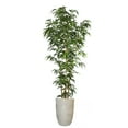 thumbnail image 1 of Vintage Home Artificial Faux Real Touch 5.83 Feet Tall Bamboo Tree With Natural Poles and Fiberstone Planter, 1 of 5