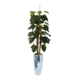 thumbnail image 1 of Vintage Home Artificial Faux Real Touch 50" Tall Bonsai Tree And Fiberstone Planter, 1 of 1