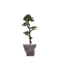 thumbnail image 1 of Vintage Home Artificial Faux Real Touch 68.5" Tall Yacca Tree Indoor Outdoor And Planter, 1 of 2