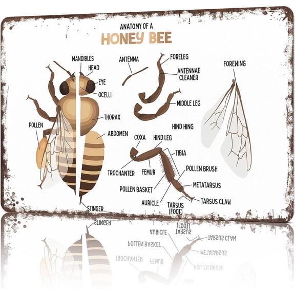 Vintage Honey Bee Anatomy Metal Wall Sign Tin Poster 8x12 Inch for Garage Office Home Décor