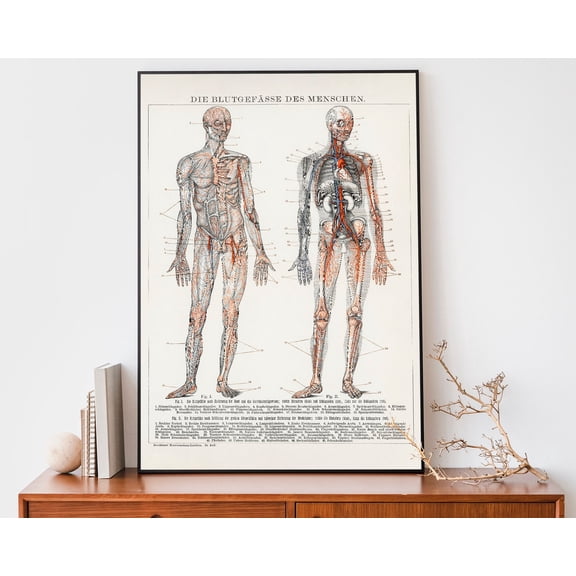 Vintage Human Anatomy Print, Medical Wall Art, Cardiovascular Chart, Antique Lithograph Wall Art, Modern Wall Decor, 16x24 UNFRAMED