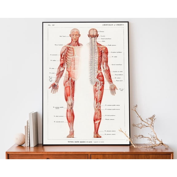 Vintage Human Anatomy Print, Medical Wall Art, Nervous System Chart, Antique Lithograph Wall Art, Modern Wall Decor, 16x24 UNFRAMED