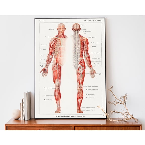 Vintage Human Anatomy Print Medical Wall Artnervous System Chart Antique Lithograph , Poster Print Only