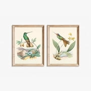 Vintage Hummingbird Print Set of 2, Antique Bird Wall Art, Botanical Natural History Illustration, Cottagecore Decor, Poster Only