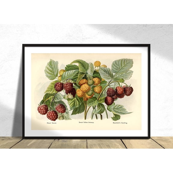 Vintage Illustration Raspberry John Wright Kitchen Decor Reproduction Fruit Retro Natural, Unframed Paper Poster 8x10in