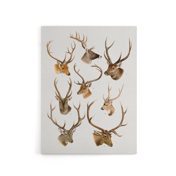 Vintage Illustration of Deer Species Lydekker Canvas Wall Art 12x16"