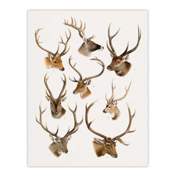 Vintage Illustration of Deer Species Lydekker Huge Wall Art Poster Print