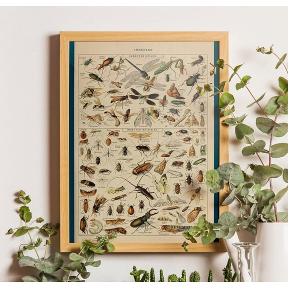 Vintage Insect Chart Poster, Adolphe Millot Biology Art, Unframed Poster Size 8x12
