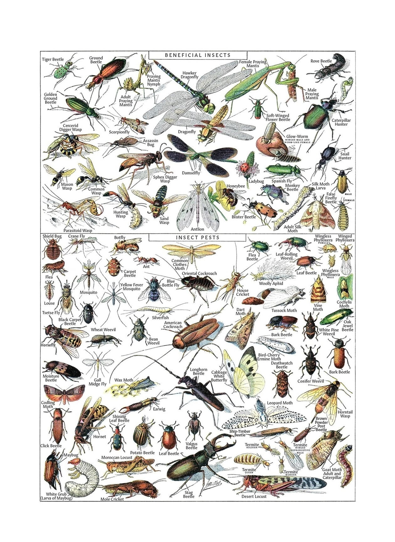 Vintage Insect Poster Print - Entomology Identification Reference Chart ...