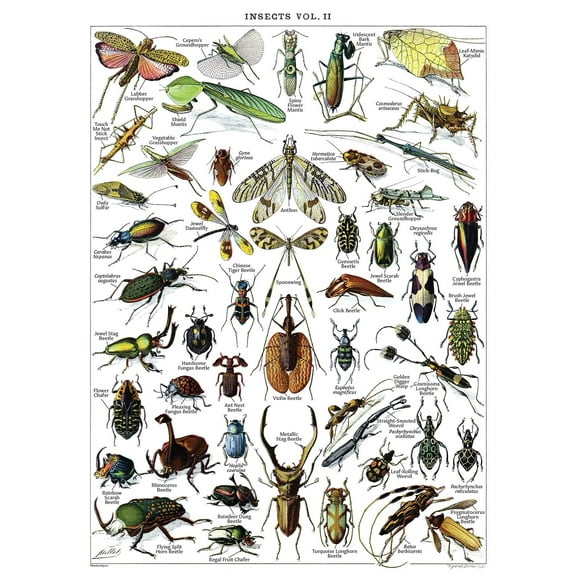 Vintage Insect Poster Print - Entomology Identification Reference Charts Volume and Arthropods Vintage Poster Print