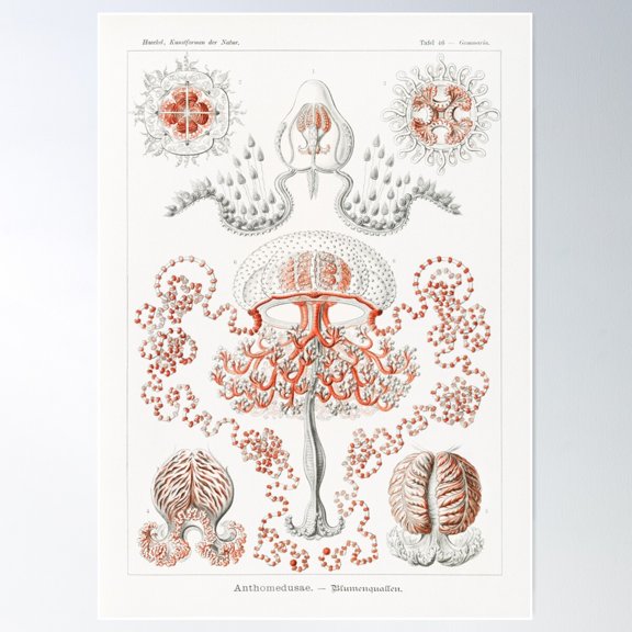Vintage Jellyfish Poster Poster Wall Art, Modern Wall Decor For Living Room Bedroom, 12x18 UNFRAMED