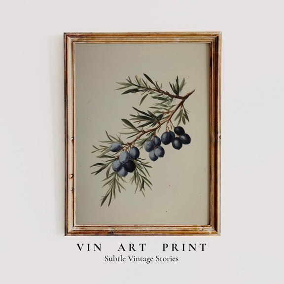 Vintage Juniper Berry Wall Art Scandinavian Botanical Decor, Unframed Paper Print Size 12x18