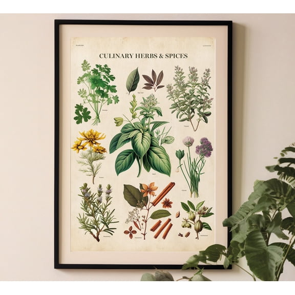 Vintage Kitchen Herbs Print: Botanical Chart Poster Physical Wall Art Printed Poster , Poster Print Only