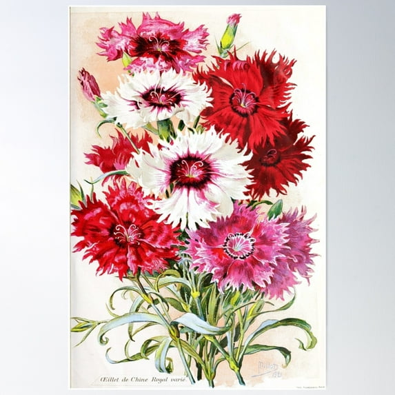 Vintage L'Œillet De Chine Royal Dahlia Botanical Print From The Biodiversity Heritage Library Poster Wall Art, Modern Wall Decor For Living Room Bedroom, 12x18 UNFRAMED