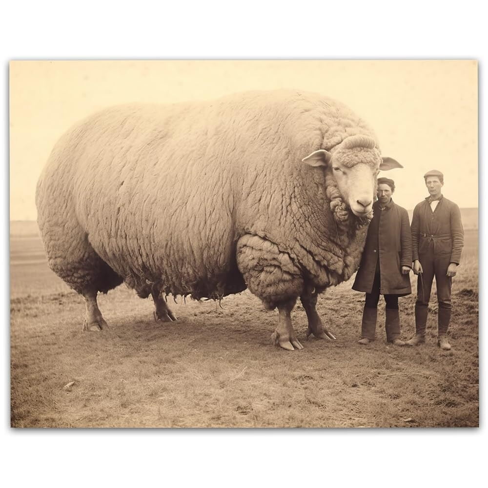Vintage Largest Sheep in History Standing Next to Two Men on ...