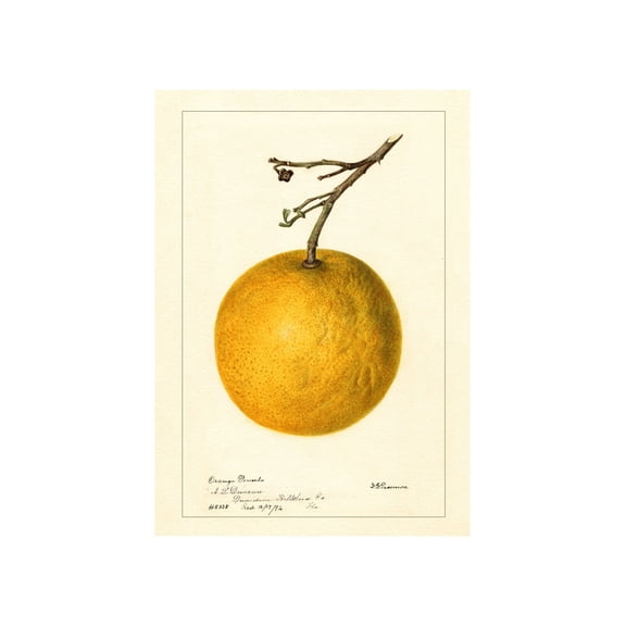 Vintage Lemon Citrus Botanical Poster, Unframed Paper Poster 8x10in