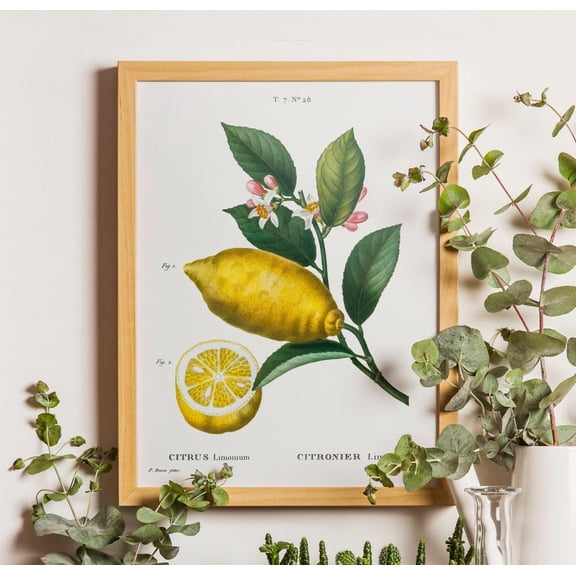 Vintage Lemon , Lemon Botanical , Lemon Botanical Art , Lemon Wall Art, Lemon Decor, Kitchen Art , Citrus Limonum Unframed Paper Print