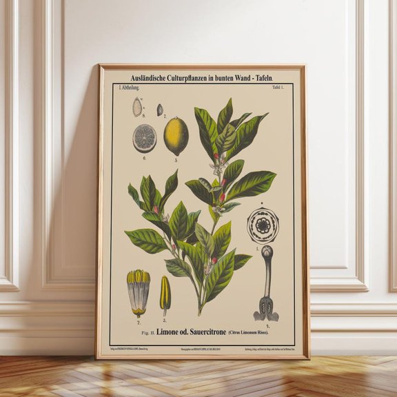 Vintage Lemon Limone Sauerzitrone Botanical Wall Art Print, Unframed Paper Poster 24x36in