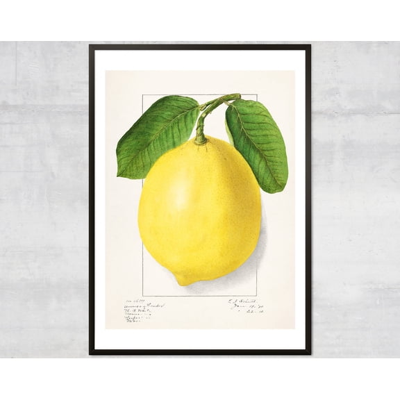 Vintage Lemon Poster, Lithograph Print, Antique Botanical, Minimal Kitchen Wall Decor Wall Art, Modern Wall Decor, 16x24 UNFRAMED