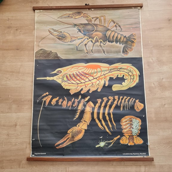 Vintage Lobster Anatomy School Chart: 1968 German Marine Biology Poster , Poster Print Only