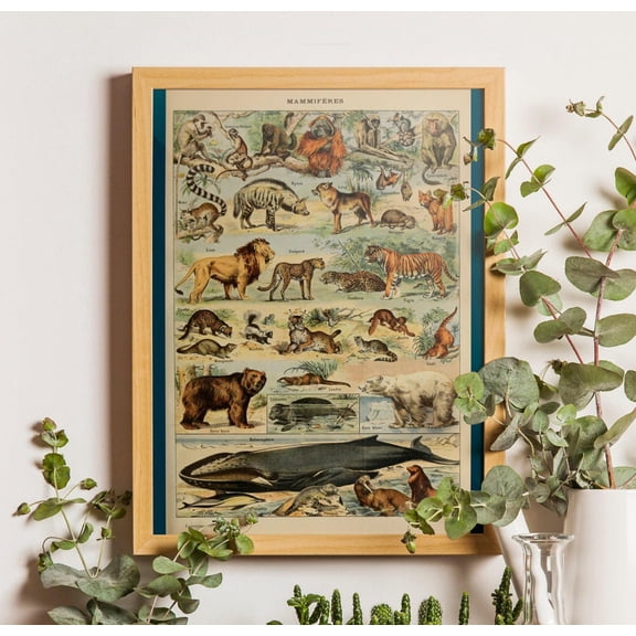 Vintage Mammals Chart Poster, Adolphe Millot Scientific Illustration, Stretched Canvas Size 16x24