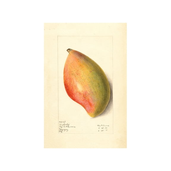 Vintage Mango Botanical Watercolour Poster, Unframed Paper Poster 8x10in
