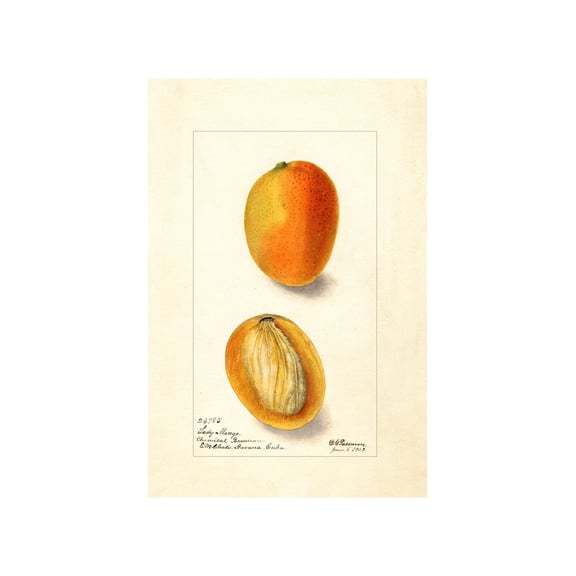 Vintage Mango Fruit Botanical Poster, Unframed Paper Poster 16x20in
