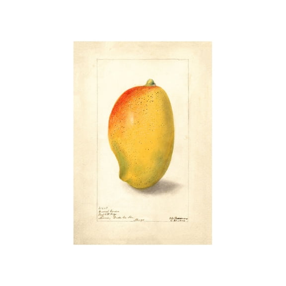 Vintage Mango Fruit Poster, Unframed Paper Poster 8x10in