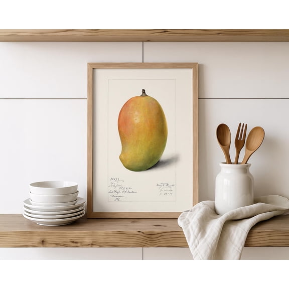 Vintage Mango Pomological Print, Unframed Paper Poster 8x10in