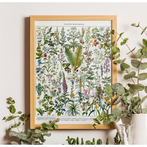 Vintage Medicinal Plant Poster: Herbalist Wall Art, Unframed Poster Size 8x12
