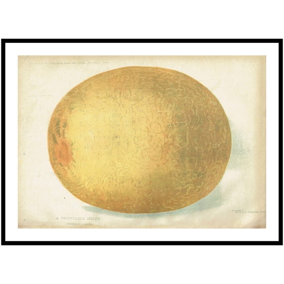Vintage Melon Fruit Print, Unframed Paper Poster 11x14in