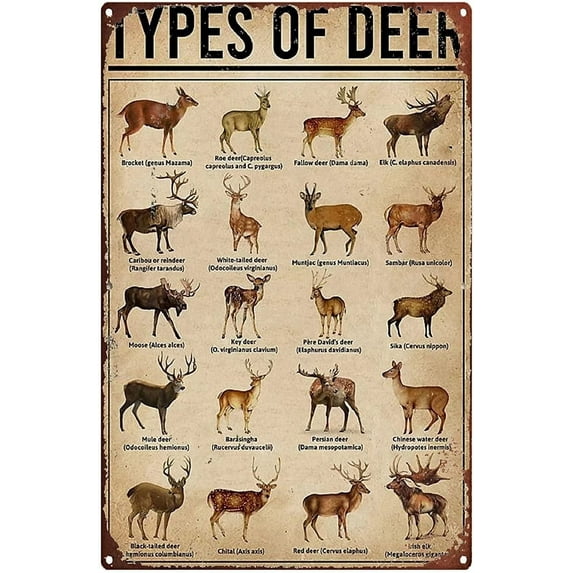 Vintage Metal Sign Wall Decal Types Of Deer Knowledge Tin Sign, Wall Art Retro Tin Sign Metal Poster for Home Bar Cafe Garage Personalized Metal Sign 8x12 inch