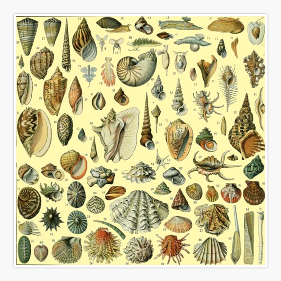 Vintage Mollusk Shell Seashell Art Sticker