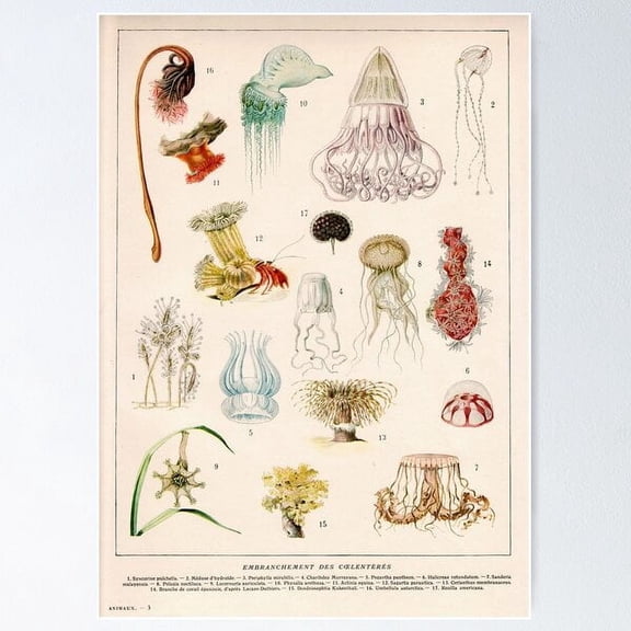 Vintage Mollusks Scientific Illustration Poster, Poster Home Decor, Poster Only
