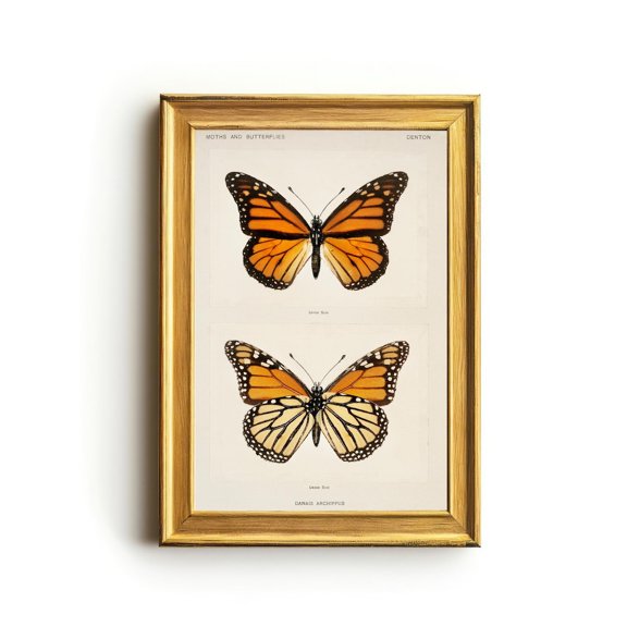 Vintage Monarch Butterfly Danais Archippus Entomology Vintage Gallery Living Room Bedroom Wall Decor Unframed Paper Print