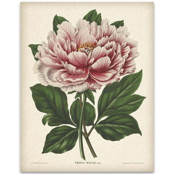 Vintage Mountain Peony Illustration - 11x14 Unframed Art Print - Great Gift and Decor for Gardeners Under $15