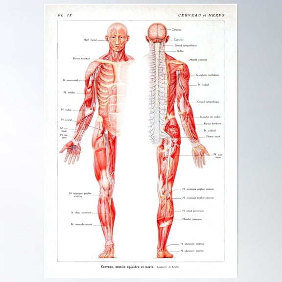 Vintage Muscular System Anatomical Chart - Human Muscle Anatomy Poster Wall Art, Modern Wall Decor For Living Room Bedroom, 12x18 UNFRAMED