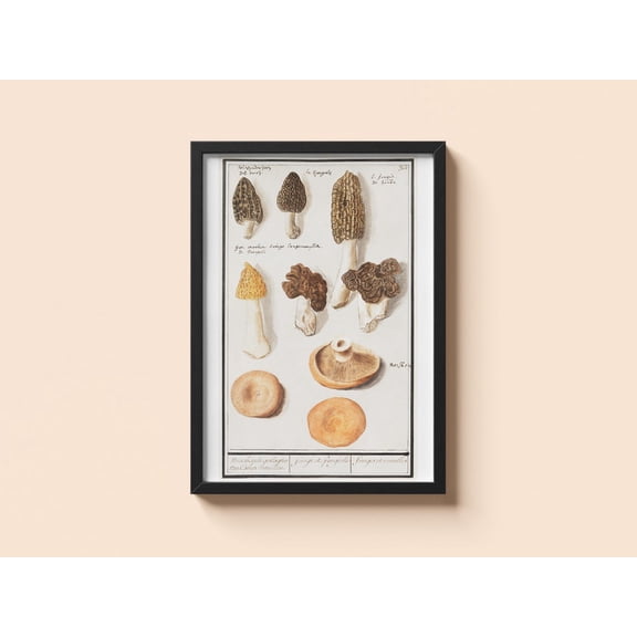 Vintage Mushroom Anselmus Boetius De Boodt Morel Wall Art, Unframed Paper Poster 8x10in